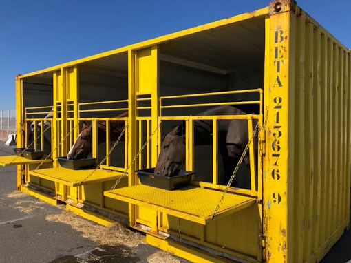 Komisja zbada warunki transportu żywych zwierząt